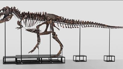 VIDEO: Así es el esqueleto de tiranosaurio rex que será subastado por millones de dólares