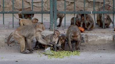 Monos roban muestras de sangre tomadas para detectar Covid-19