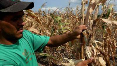 Centroamericanos y brasileños buscan salvar la agricultura de las sequías