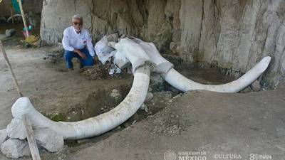 VIDEO. ¡Ver para creer! Hallan 824 huesos de 14 mamuts en el centro de México