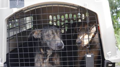 Unidad de Bienestar rescata a 35 perros que sufrían maltrato animal