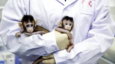 FOTOS. Nacen los primeros monos clonados con la técnica de la oveja Dolly