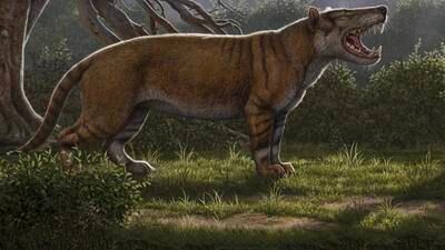 Un nuevo carnívoro gigante, descrito a partir de fósiles olvidados en un museo
