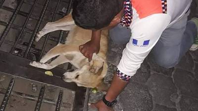 Denuncian matanza de perros por envenenamiento en San Pedro La Laguna