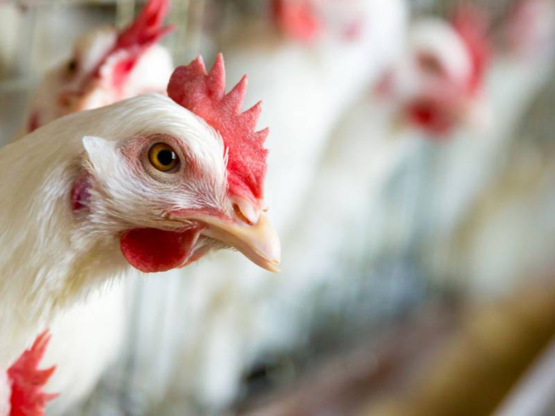 Contrabando de pollo vivo pone en riesgo salud de guatemaltecos