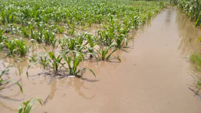 Más de 3 mil hectáreas de cultivos con daños por lluvias