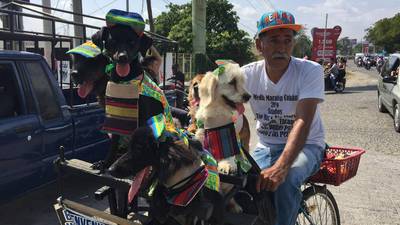 VIDEO. Don Carlos Graves y sus perritos también disfrutan de la Caravana del Zorro