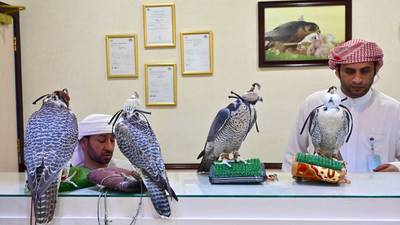 VIDEO. ¡Insólito! Un hospital de halcones en Emiratos Árabes para preservar la tradición