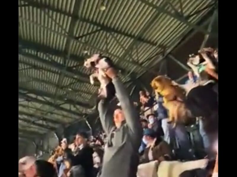 VIDEO. Perros asisten a estadio y son levantados como el “Rey León”