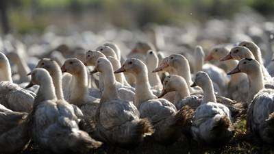 Identifican brotes de variante de gripe aviar altamente contagiosa