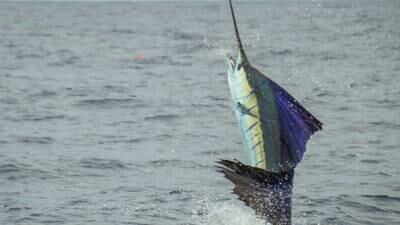 ¡Sorprendidos! Pescadores ocultaban peces vela en el Pacífico
