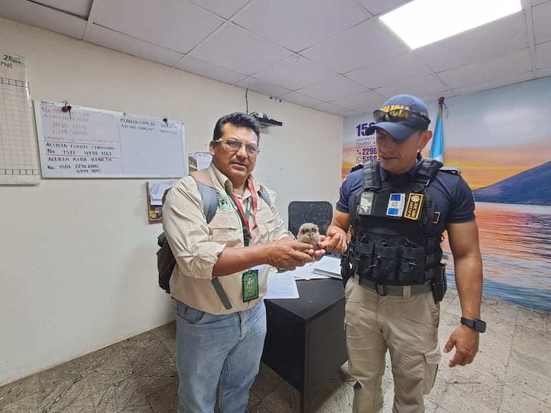 Bebé lechuza fue rescatado. Foto: PNC