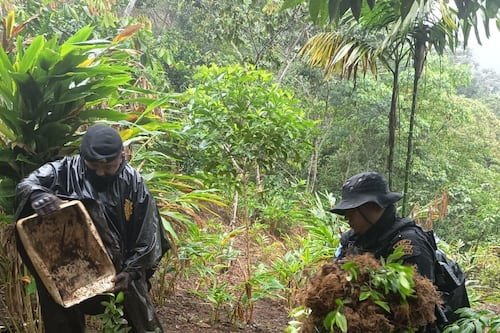 Operativo en Baja Verapaz: autoridades erradican plantación masiva de coca valorada en Q460 mil