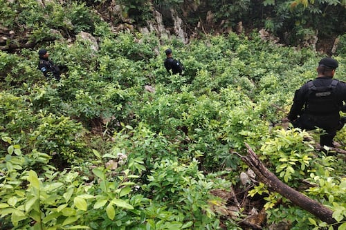 Golpe al Narcotráfico: Erradican 45 mil arbustos de coca en Petén
