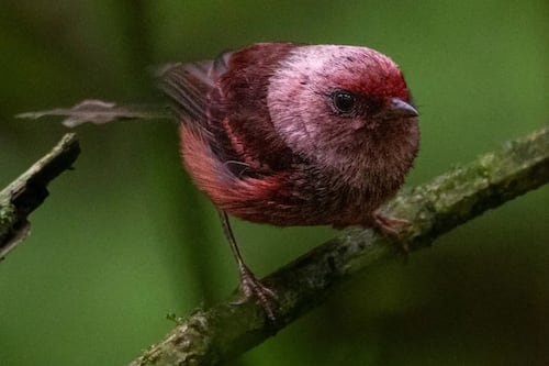 Colombia lidera el Olimpo de las aves: ¿En qué posición está Guatemala?
