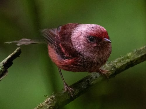 Colombia lidera el Olimpo de las aves: ¿En qué posición está Guatemala?