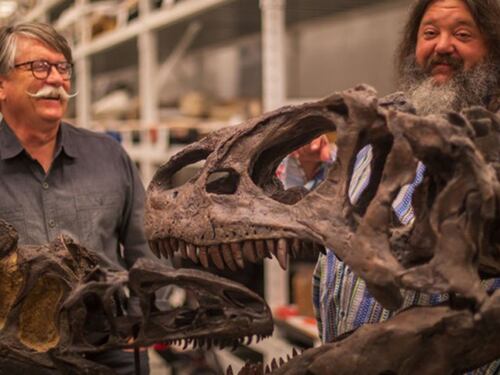 Descubren una nueva especie de Allosaurus en EE.UU.