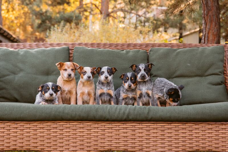 Las mejores razas de perros para vivir en departamentos y casas pequeñas