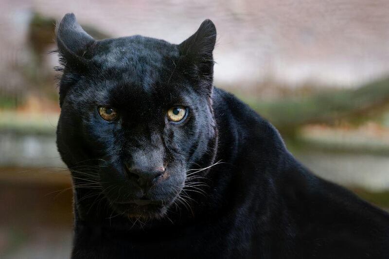 Desapareció en San Juan Sacatepéquez. (Foto: Redes sociales)