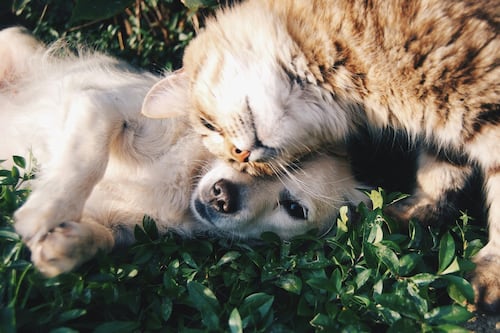 Jornada de adopción: Perros y gatos buscan hogar en Pasos y Pedales