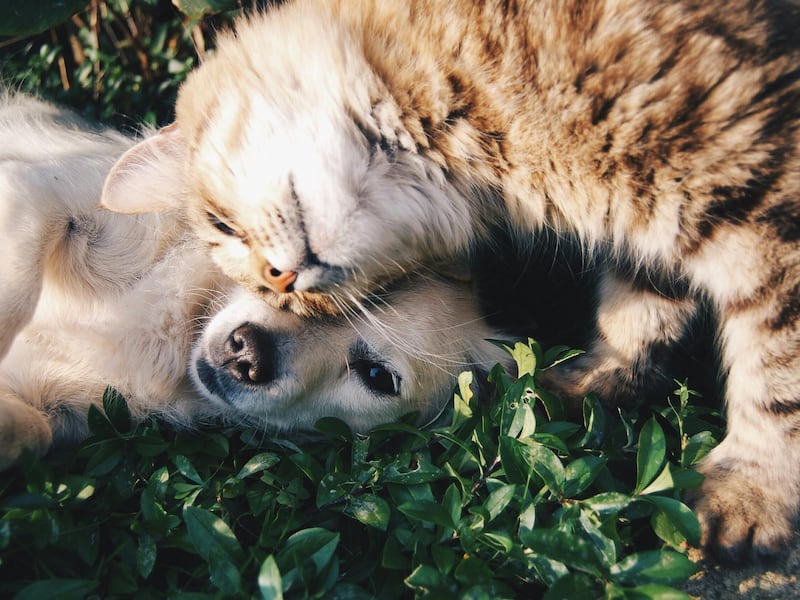 Jornada de adopción: Perros y gatos buscan hogar en Pasos y Pedales