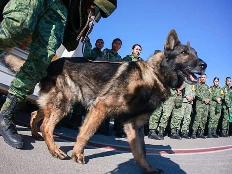Proteo, el perro rescatista que falleció en las labores de búsqueda de víctimas en Turquía