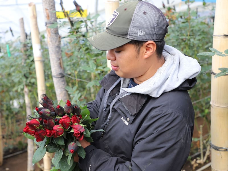 Las rosas guatemaltecas conquistan el Día del cariño