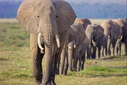 VIDEO. Turista buscaba tomarse una selfie con un elefante y encontró la muerte