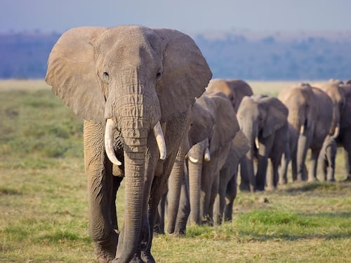 VIDEO. Turista buscaba tomarse una selfie con un elefante y encontró la muerte