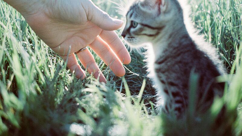 El rescate más tierno: un conductor se detiene por un gatito y se lleva una sorpresa