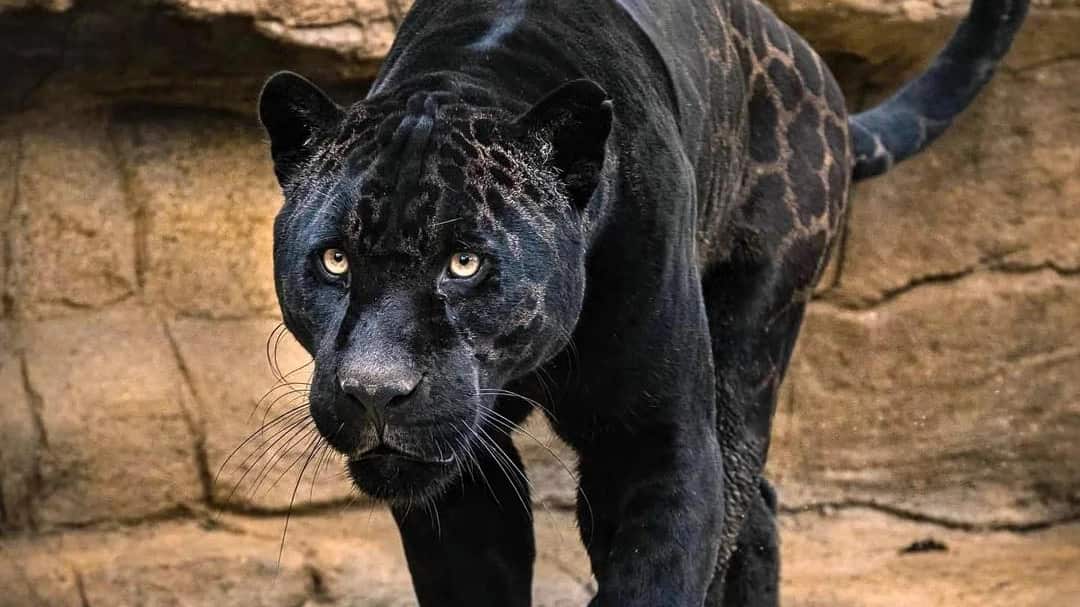 (Foto: Redes sociales)