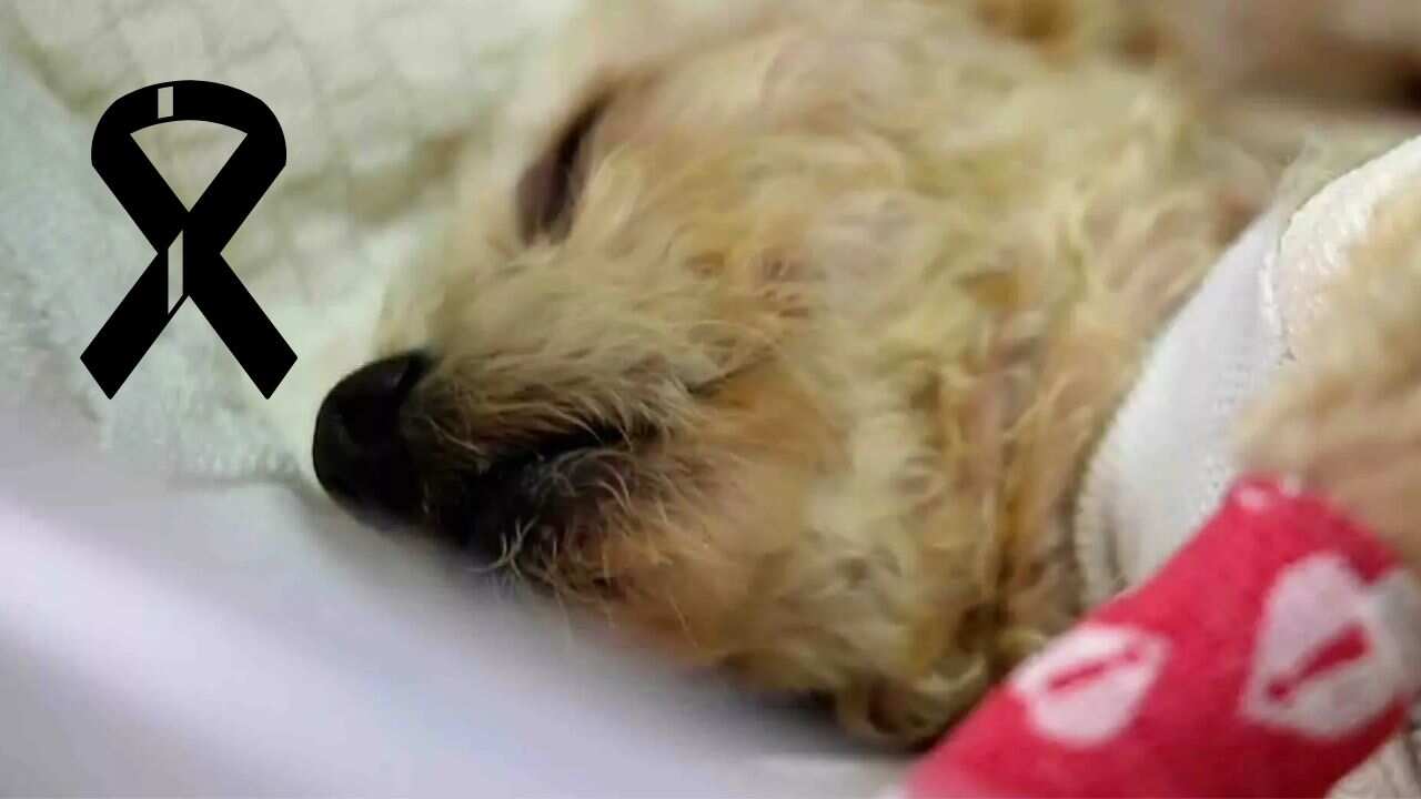 3 de los 5 cachorros que tuvo la perrita rescatada de la explosión, fallecieron.