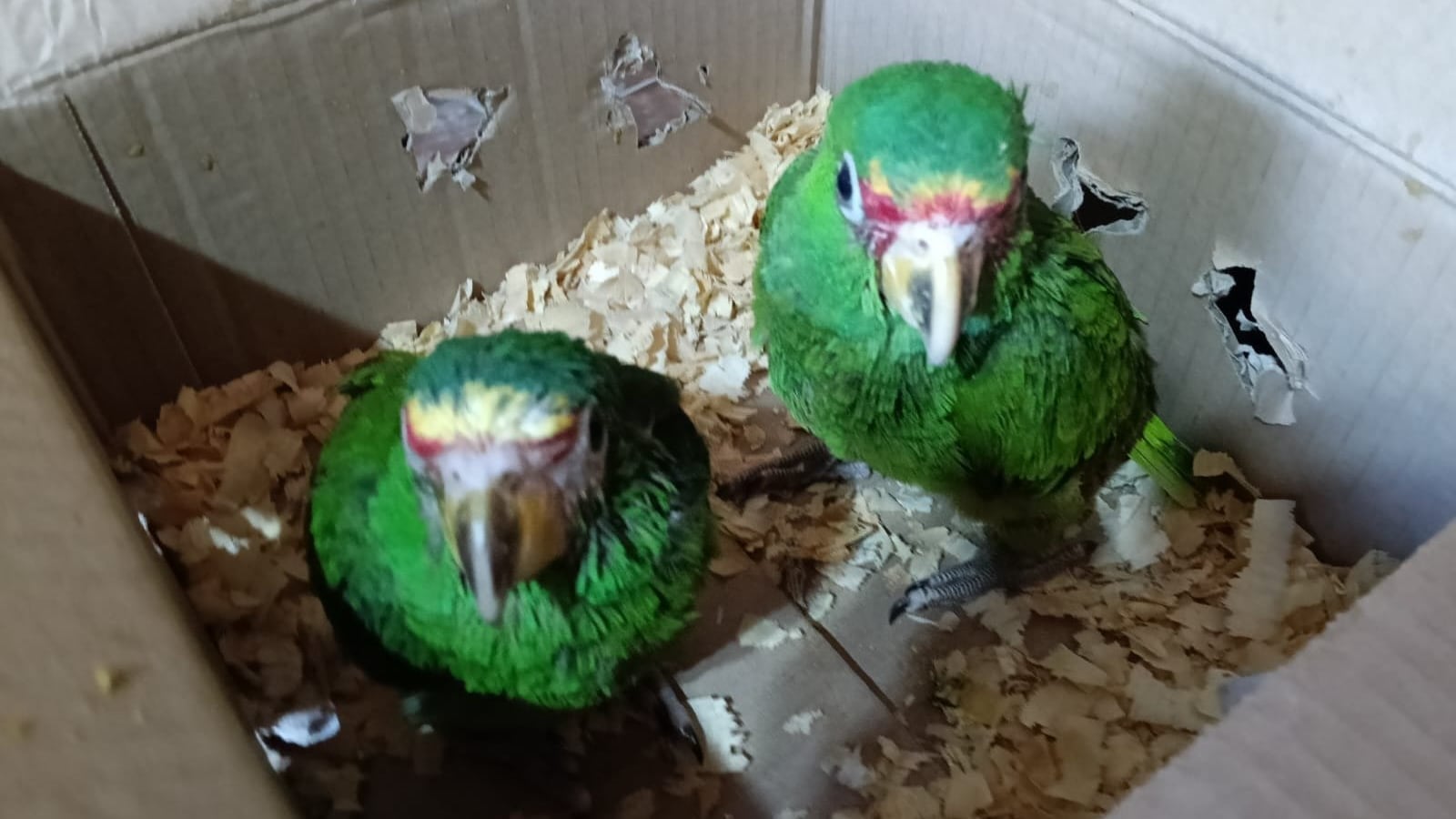 Loros cachetes amarillos (Amazona autumnalis). Foto: MP