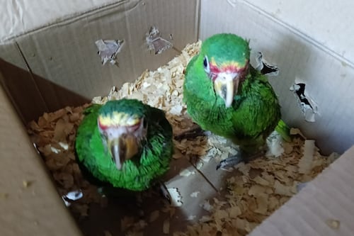 Capturan a mujer por tráfico ilegal de loros de cachetes amarillos