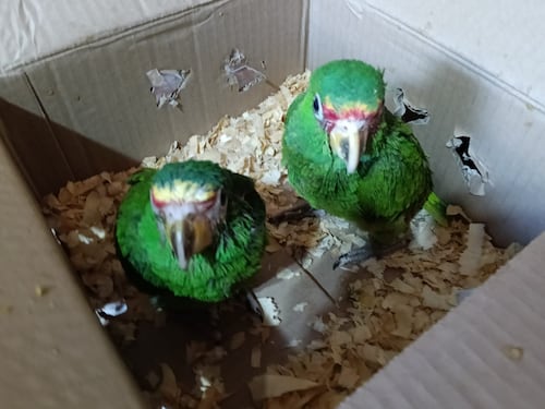 Capturan a mujer por tráfico ilegal de loros de cachetes amarillos