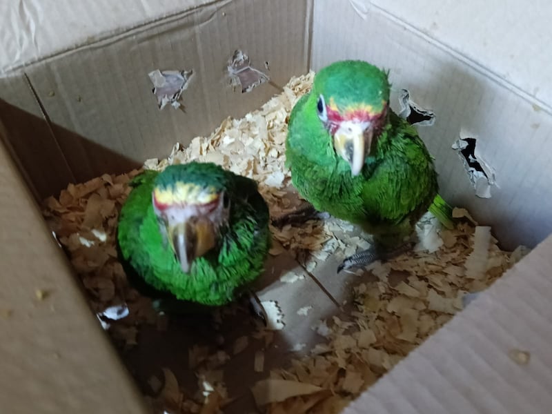 Capturan a mujer por tráfico ilegal de loros de cachetes amarillos