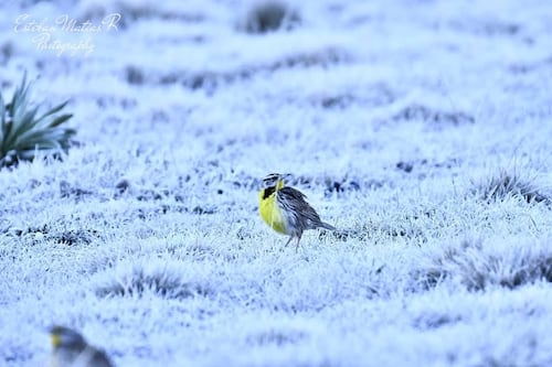 El asombroso manto blanco que cubrió las cumbres de Huehuetenango