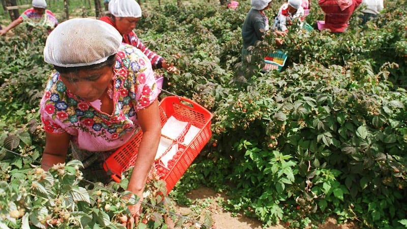 Ministro advierte de estafas a guatemaltecos interesados en visas de trabajo en EE. UU.