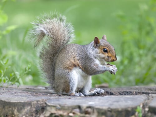 Ardilla muere atropellada en zona 10, motorista no logra esquivarla