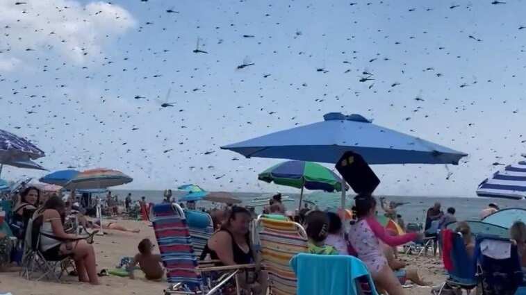La escena fue calificada como una plaga bíblica.