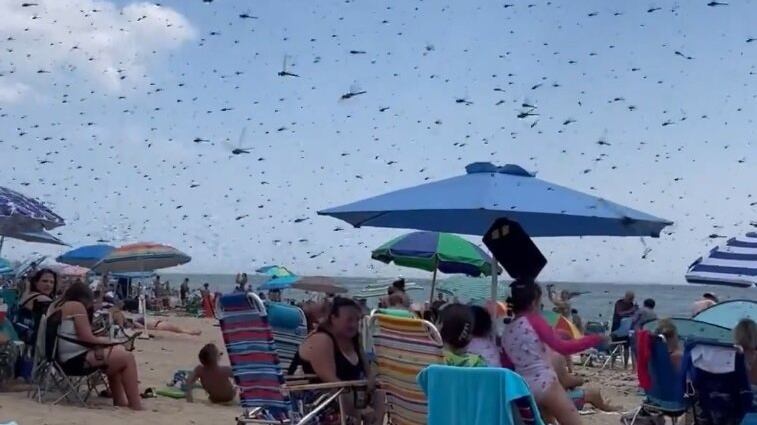 La escena fue calificada como una plaga bíblica.