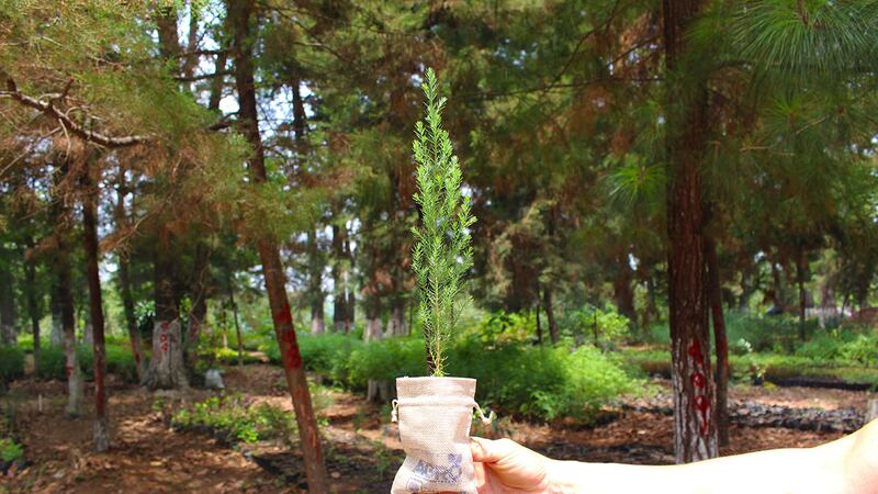 Inab retoma programa #SembrandoHuella para seguir reforestando el país