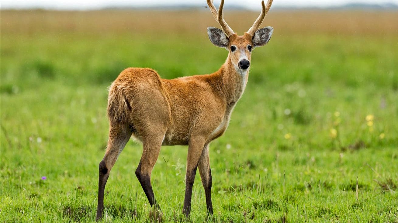 Los aterradores datos sobre la “enfermedad del ciervo zombi”