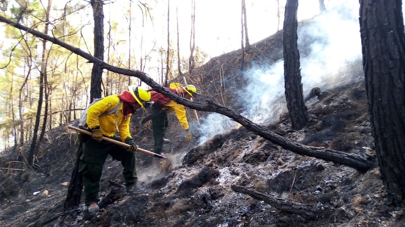 Casi 9 mil hectáreas de bosques han sido consumidas por incendios en Guatemala
