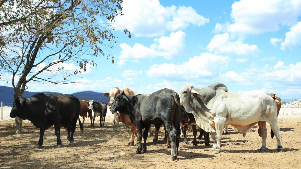 Aunque no se han registrado casos, autoridades y ganaderos buscan evitar que la enfermedad afecte al país.
