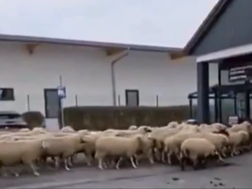 VIDEO. Alemania amanece con un supermercado lleno de ovejas