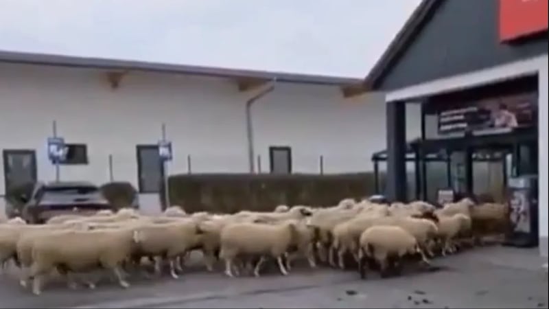 VIDEO. Alemania amanece con un supermercado lleno de ovejas