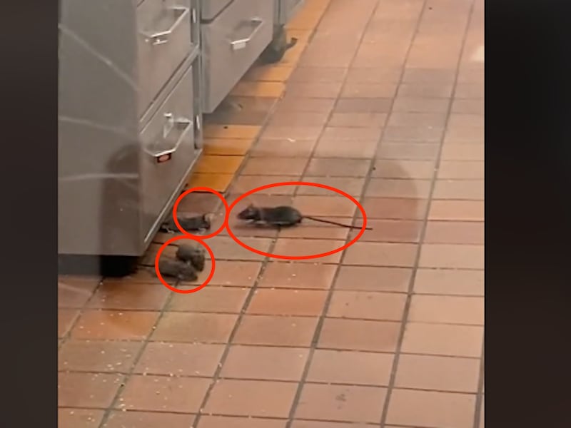 VIDEO. Clienta difunde video de restaurante que está invadido por ratas