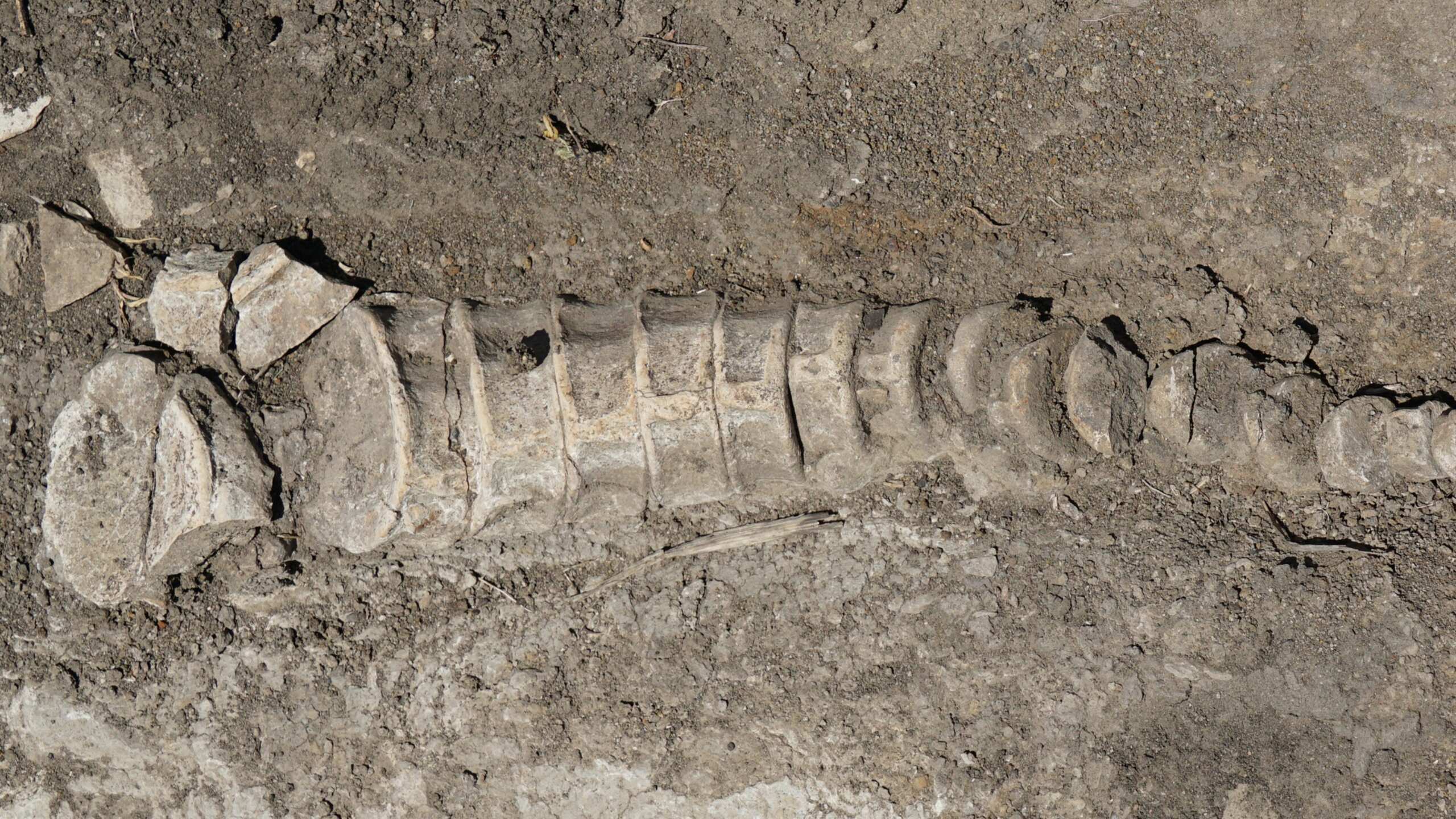 Tractorista encontró huesos de ictiosaurio en un campo de la región de Samara, Rusia.