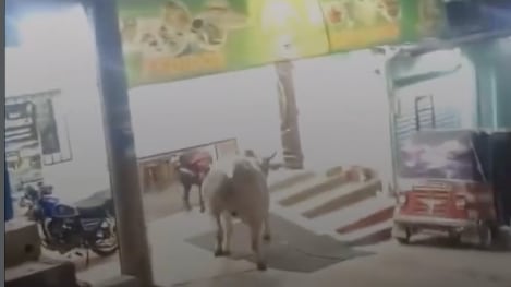 El animal escapó y causó tensión en vecindario de Totonicapán. Foto: RRSS
